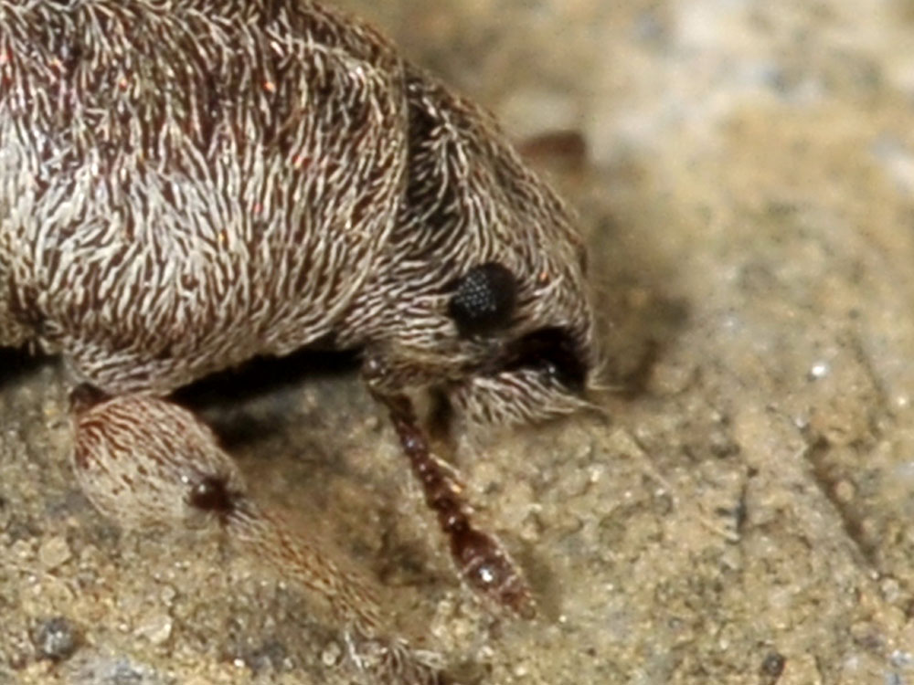 Polydrusus marginatus - Curculionidae